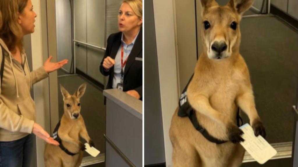 Viral Video: एयरपोर्ट पर बोर्डिंग पास लिए दिखा कंगारू! क्यूटनेस पर फिदा हुई पब्लिक