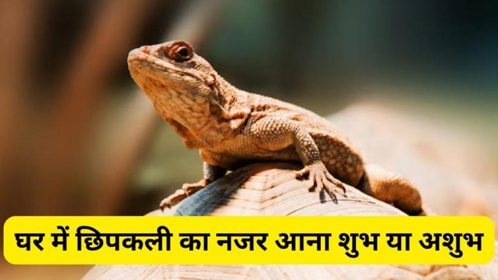 घर पर छिपकली का आना देता है बड़ा संकेत, करोड़पति बनेंगे या होंगे कंगाल? जानिए क्या कहता है शकुन शास्त्र