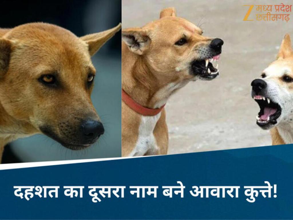 'डॉग अटैक' का कहर जारी, पन्ना में 5-6 कुत्तों ने महिला पर किया खूंखार हमला