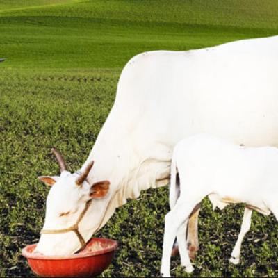 यूपी सरकार की पहल : 8 जिलों में पंचगव्य और बायोगैस नवाचारों से ग्रामीण अर्थव्यवस्था को रफ्तार देने की तैयारी