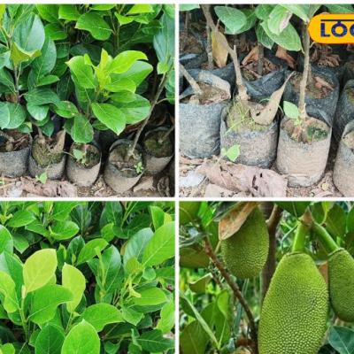 Jackfruit Gardening:अब गमले में उगाइए कटहल, बस फॉलों करें एक्सपर्ट का ये ट्रिक
