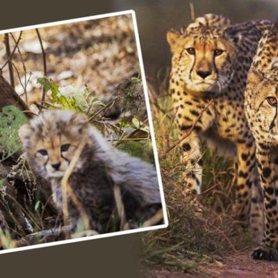 दुनिया में सबसे तेज दौड़ने वाला चीता कितना लम्बा जीवन जीता है?