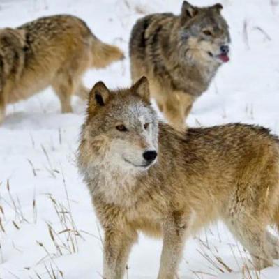 क्या हज़ारों साल पहले विलुप्त हो चुकी प्रजातियों को फिर से पैदा किया जा सकता है?