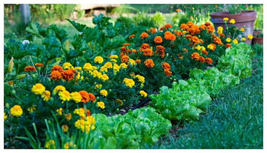 घर सजाने के लिए आप भी तो नहीं कर रहे जहरीले पौधों का इस्तेमाल? जानें इनके नाम